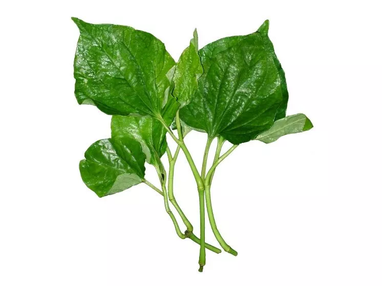 K b Cha Plu La Lot Leaves 80 g