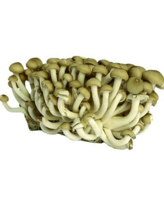 Brun hon shimeji svampe (bøgehatte) 150 g.