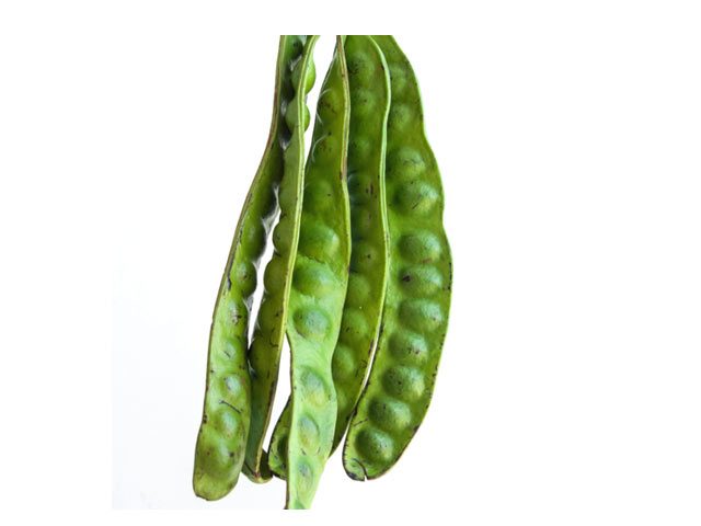 Sator bønne thai (Parkia Speciosa) 200 g. - Frugt og grønt